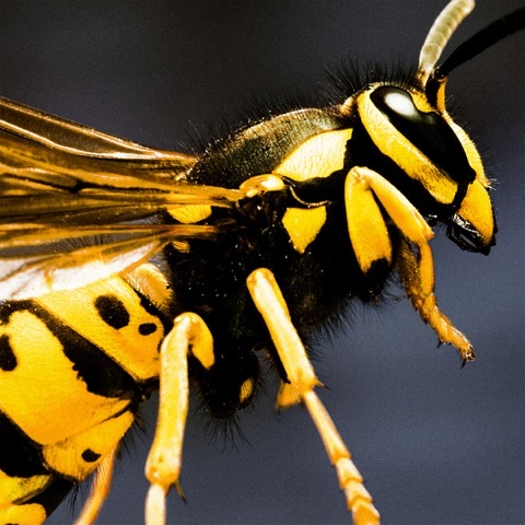Mount XLR — Acid Wasp